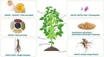 Advances in CRISPR/Cas9-based research related to soybean [Glycine max (Linn.) Merr] molecular breeding